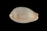 藏品(雞皮寶螺)的圖片